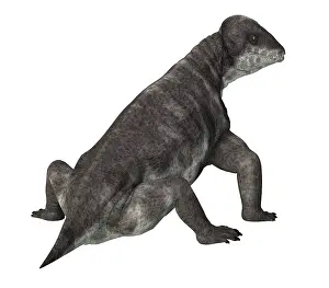 Ugliness: Criocephalosaurus dinosaur, rear view on white background