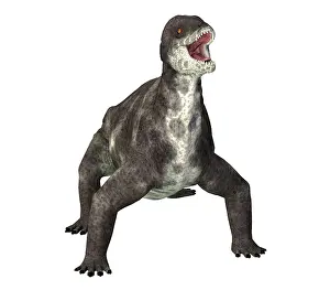 Ugliness: Criocephalosaurus dinosaur, front view on white background