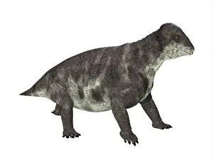 Ugliness: Criocephalosaurus dinosaur, side view on white background