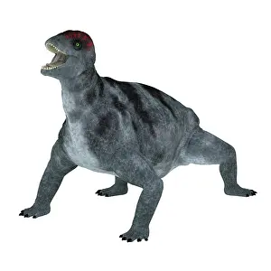 Synapsid: Criocephalosaurus prehistoric animal