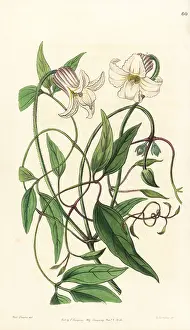 Clematis: Crisp-flowered clematis, Clematis crispa