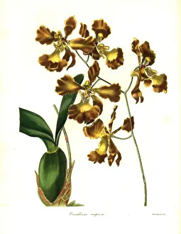 Oncidium: Crisped-flowered oncidium, Oncidium crispum