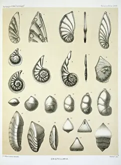 Protista: Cristellaria