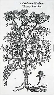 Thorny: CRITHMUM MARITIMUM 1636