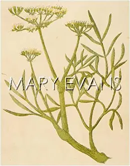 Maritimum: CRITHMUM MARITIMUM