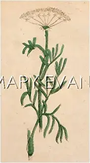 Maritimum: CRITHMUM MARITIMUM