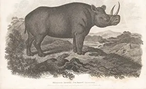Critically Endangered: Critically endangered black rhino, Diceros bicornis 2