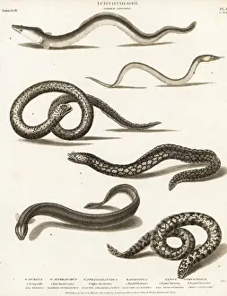 Critically Endangered: Critically endangered European eel, electric eel, etc