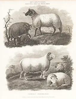 Critically Endangered: Critically endangered Norfolk Horn and extinct