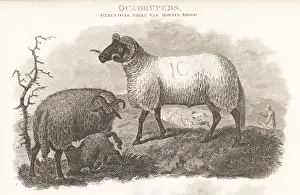 Critically Endangered: Critically endangered Norfolk Horn sheep