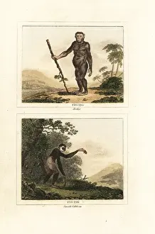 Gibbon: Critically endangered orangutan and gibbon