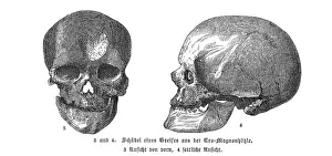 Jawbone: CRO-MAGNON MAN SKULLS
