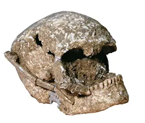 Valles: Cro-Magnon's skull (2800-2500 BC). Catalan Sepulcres