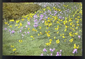 Crocuses: Croci at Kew Gardens