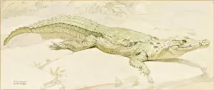 Croc: Crocodile