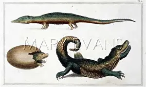 Caiman: CROCODILE/CAIMAN & EGG