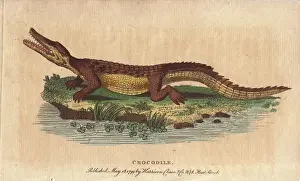 Niloticus: Crocodile, Crocodylus niloticus