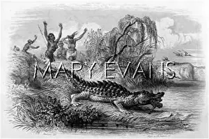 Dismay: CROCODILE EATS CHILD
