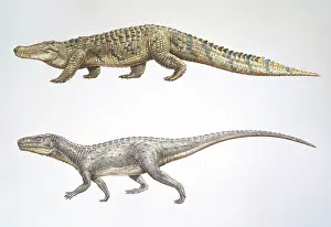 Crocodylid: Crocodile & Euparkeria