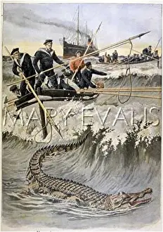 Cayman: CROCODILE HUNTED/1908