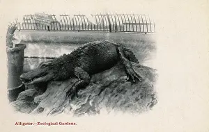 Crocodiles: Crocodile at London Zoological Gardens, Regents Park, London