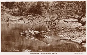 Murchison: Crocodile at Murchison Falls, Uganda