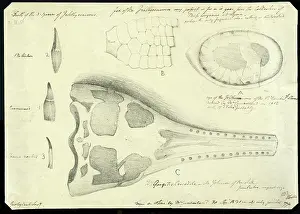 Philpot: Crocodile skull with eye, paddle and teeth of ichthyosauri