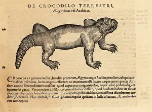 Xylograph: Crocodile species, possibly the mugger crocodile
