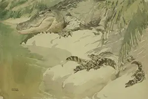 Reptiles: Crocodile and young