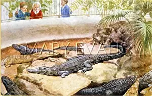 Reptilian: CROCODILES & ALLIGATORS