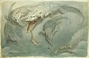 Reptiles: Crocodiles Swimming