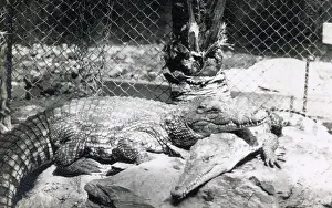 Crocodiles: Crocodiles, Zoological Gardens, Regents Park, London
