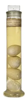 Crocodylid: Crocodilus niloticus, Nile crocodile eggs