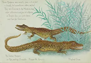 Monocot: Crocodylus palnotis, Muggers