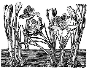 Lilley: Crocus