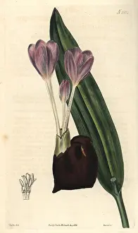 Weddell: Crocus-flowered meadow-saffron Colchicum crociflorum