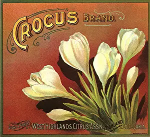 Crocuses: Crocus Fruit Label