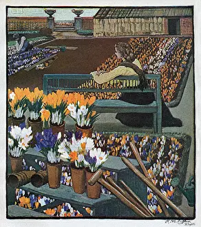 Enjoys: CROCUS GARDEN 1904