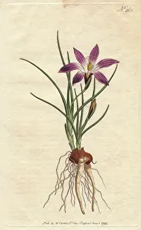 Ixia: Crocus-leav'd ixia with purple flowers, native