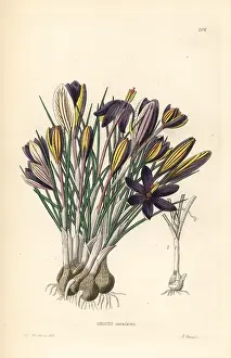 Minimus: Crocus minimus