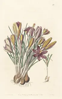 William Herbert: Crocus minimus
