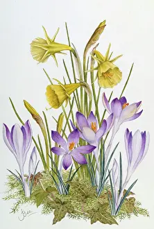 Crocus: Crocus and Narcissus ' with ivy