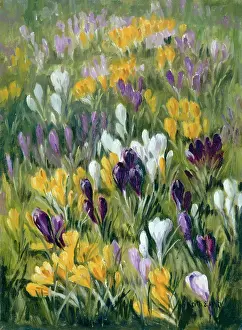 Crocus: Crocus Patch ? yellow, mauve and white