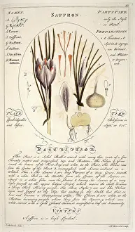 Spice: Crocus sativa, saffron