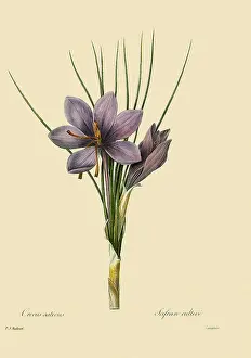 Crocuses: Crocus sativus