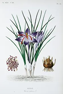 Iridaceae: Crocus sativus, saffron