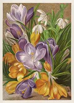 Galanthus: CROCUS AND SNOWDROPS
