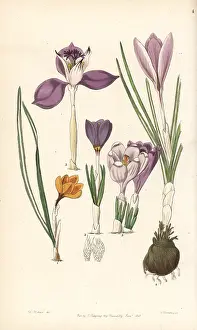 Nivalis: Crocus varieties