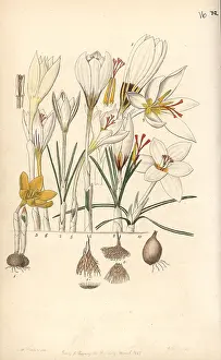 Reticulatus: Crocus varieties