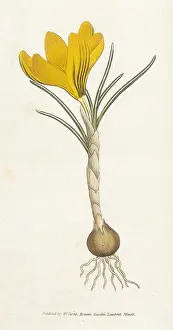 Crocus Vernus or Spring Crocus